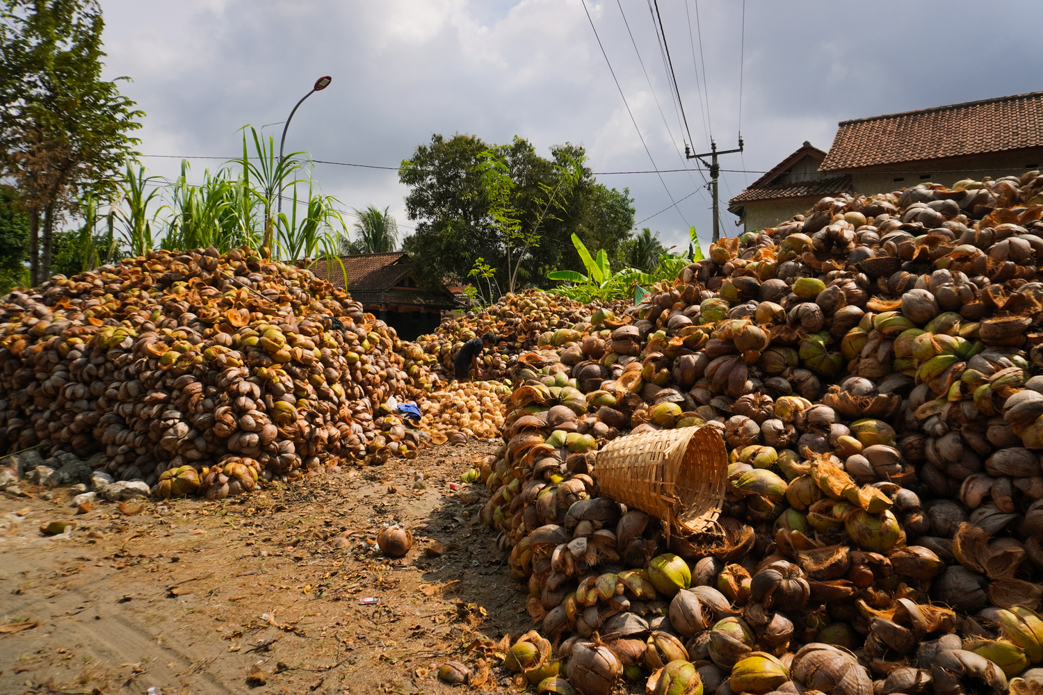 Kelapa